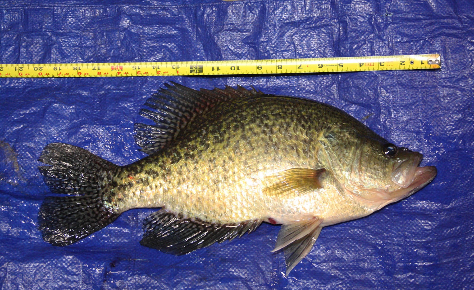 Conneaut Lake man catches monster crappie that just misses Pa. record