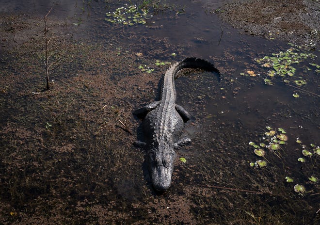 An alligator basks in the sun in the Arthur R. Marshall Loxahatchee National Wildlife Refuge on February 10, 2021 in Boynton Beach, Florida.