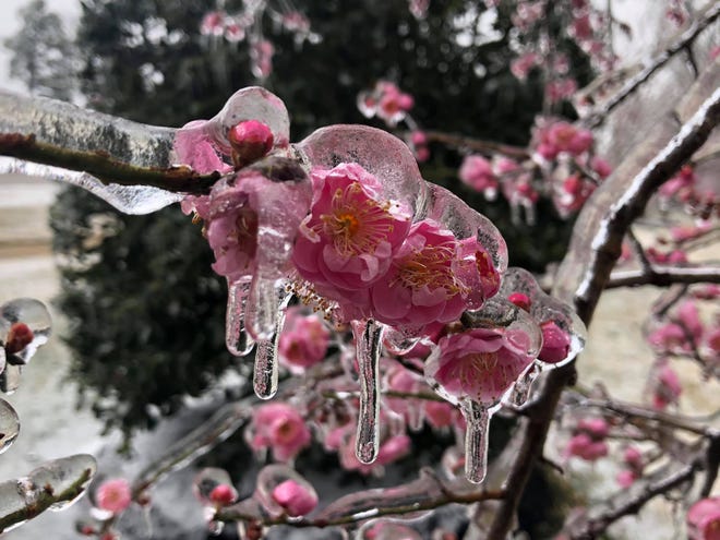 Okame Flowering Cherry tree blossoms frozen on Valentine's Day in front of RX3 Compounding Pharmacy in Chester on Valentine's Day of 2021.