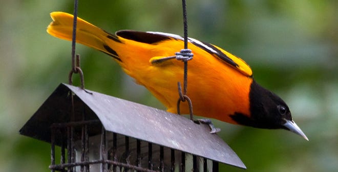 Male Baltimore oriole can brighten any drab, winter day.