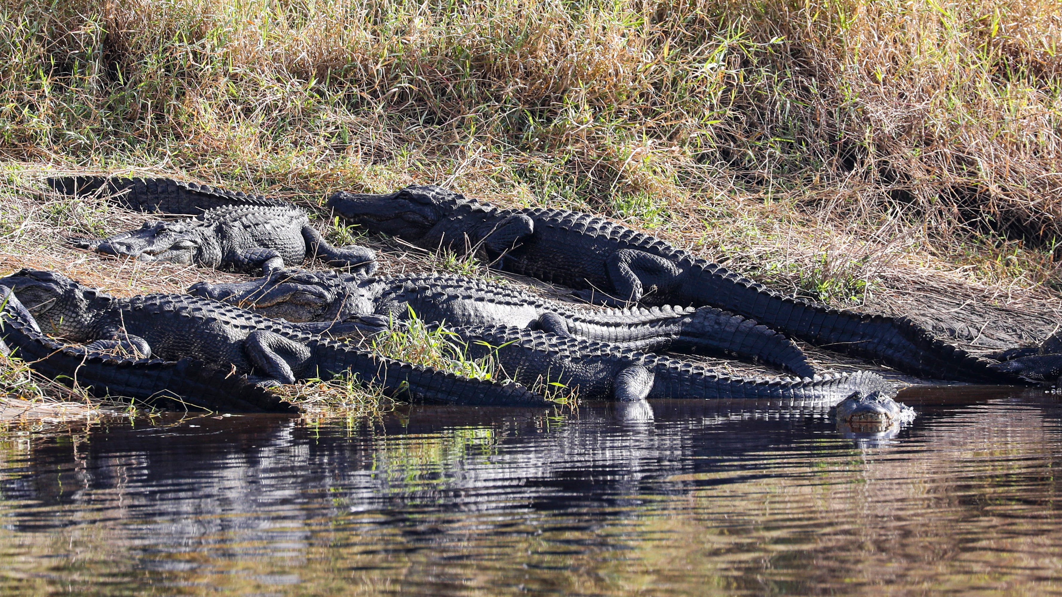 Hay un lugar dentro del llamado hoyo profundo en el Lago Inferior en el Parque Estatal del Río Mayaka.  Durante los secos meses de invierno, se pueden ver cientos de cocodrilos tomando el sol en la orilla y disfrutando del agua.