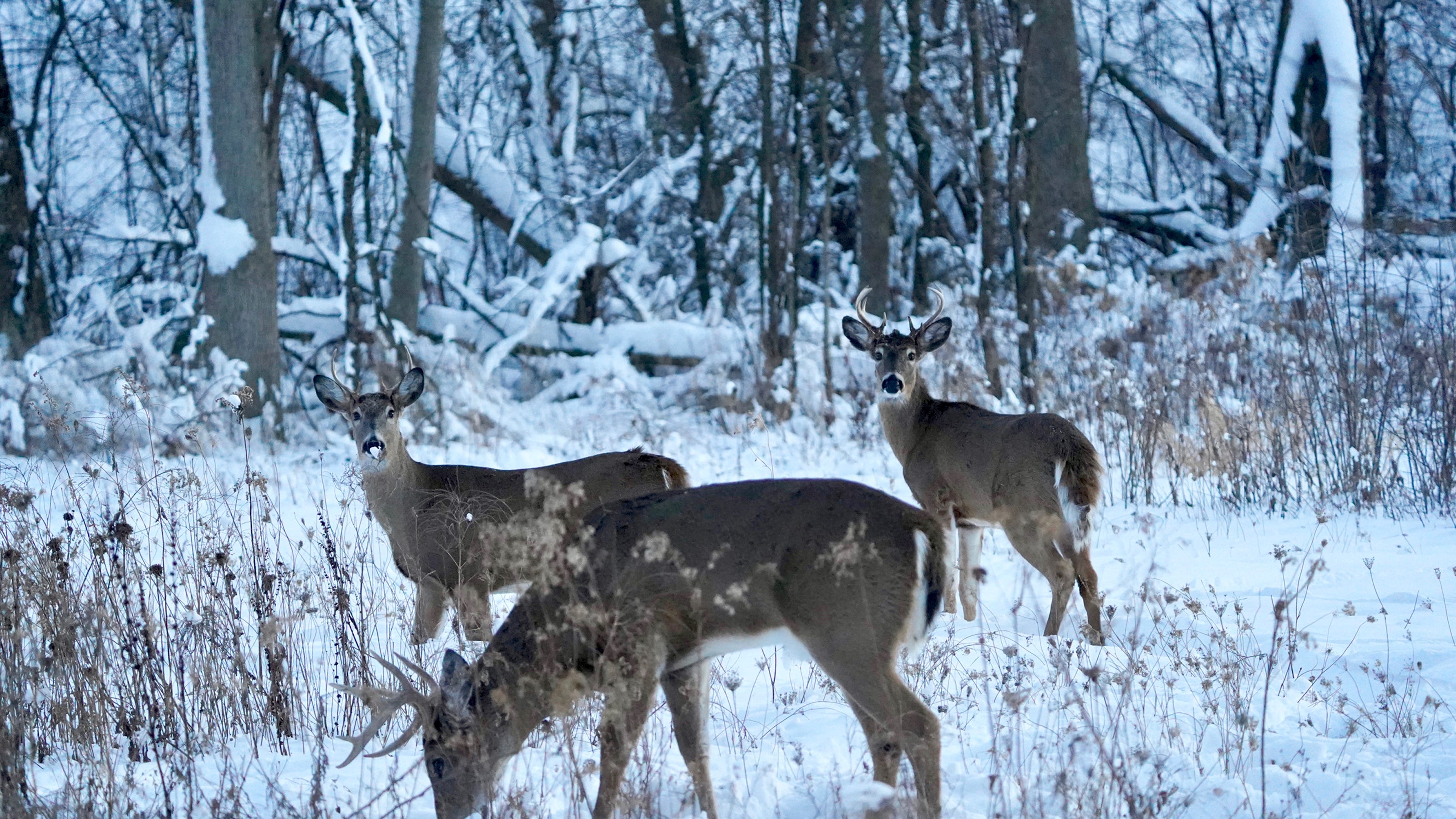 How whitetail deer eating habits change in winter