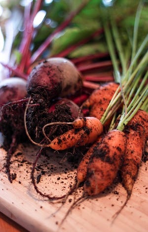 Carrots and beets can be direct sown into the garden in mid-spring.