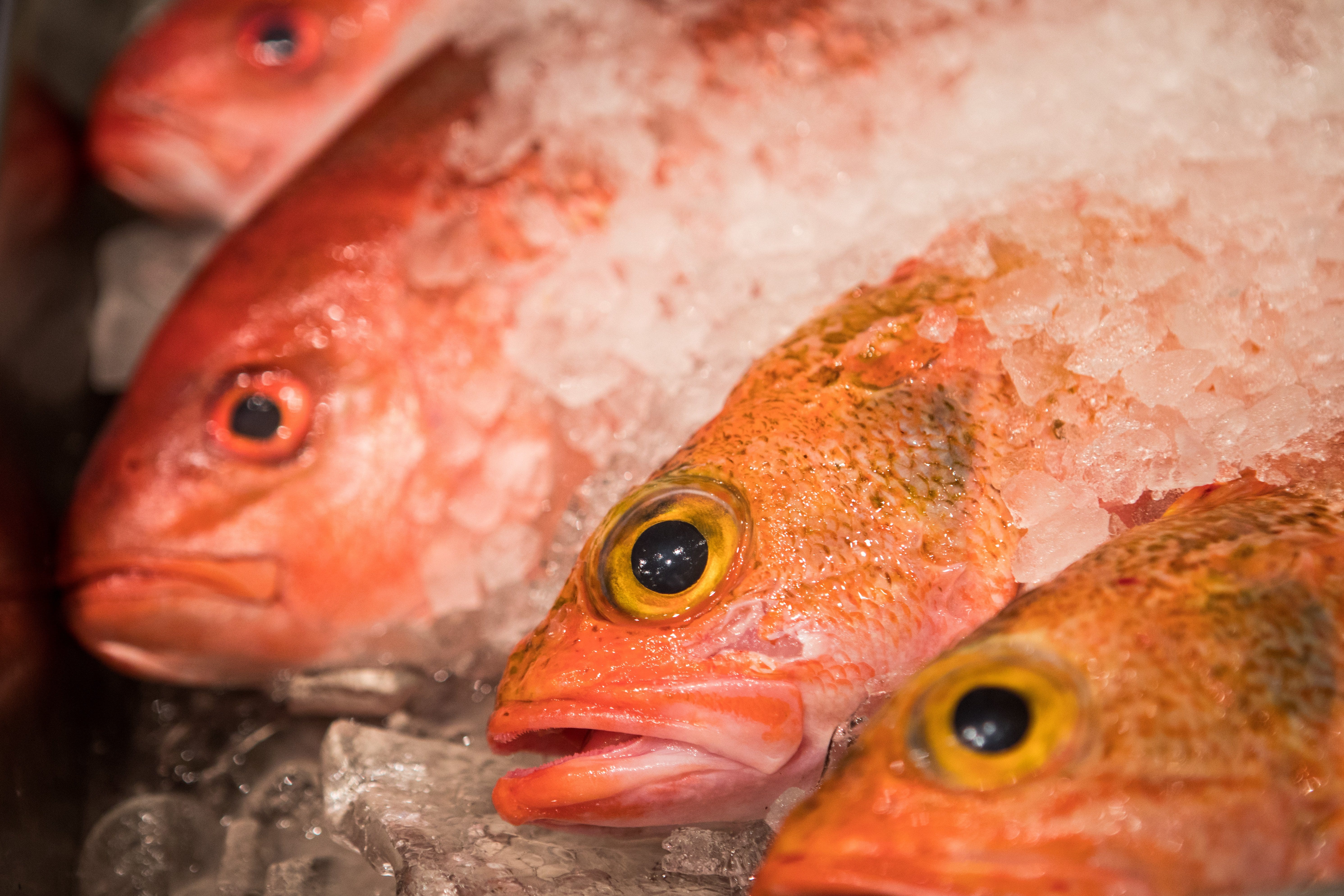 Freshly caught vermillion snapper from Ft. Pierce is displayed by Third Wind Seafood during a local vendors' meet-and-greet at The Breakers in November 2019. Third Wind will supply and operate the Tip to Tail food stand at the upcoming Delray Beach Market food hall. DAMON HIGGINS/PALM BEACH POST