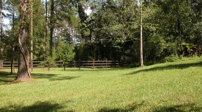 This centipede grass lawn has not been fertilized for almost 30 years and looks great.