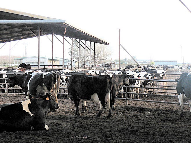 For decades, California cows were popularly housed in corrals. The move in recent years has changed to freestalls.
