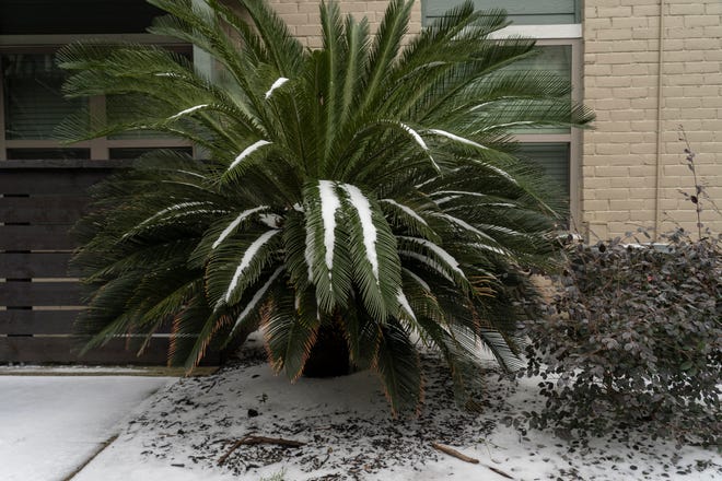 A cycad tree is seen covered in ice and snow on February 16 in Houston, Texas.