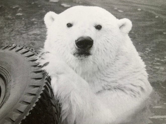 Major plays with a tire in his pool at the Stone Zoo.