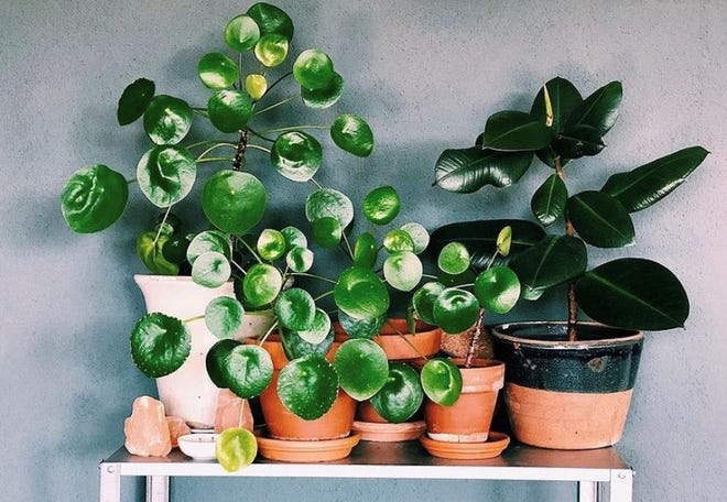 Pilea Peperomioides, or the Chinese Money Plant, are popular houseplants.