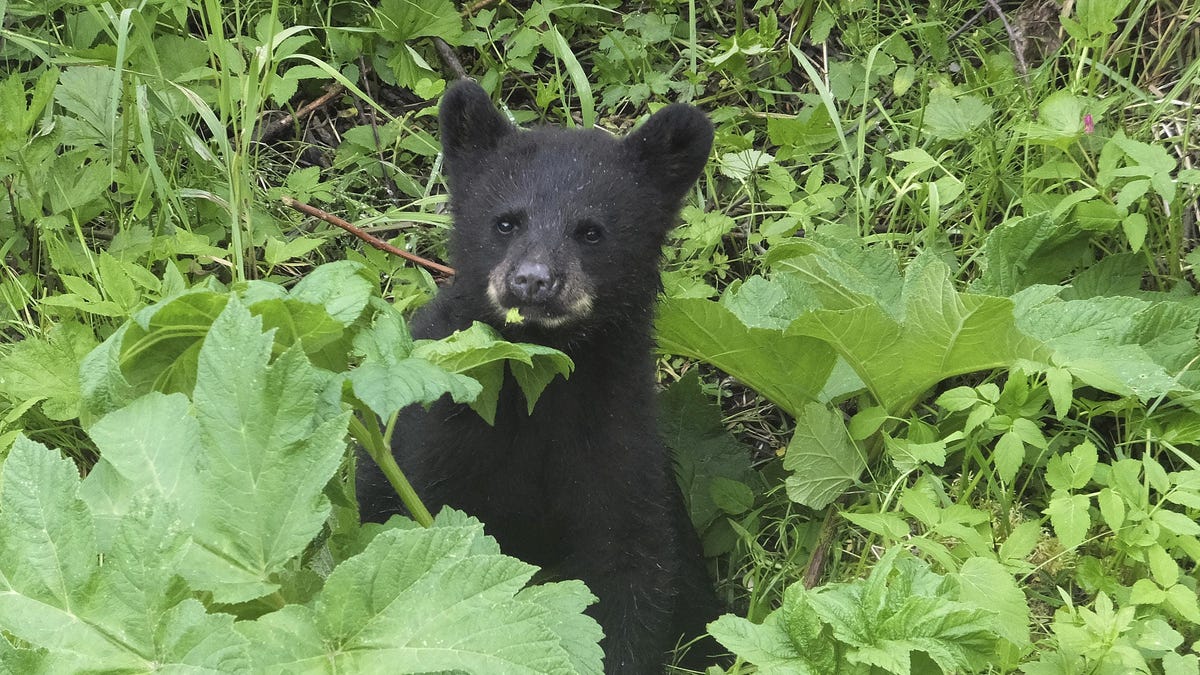 Alaska woman using outhouse attacked by bear, from below 3 Alaska woman using outhouse attacked by bear, from below 3