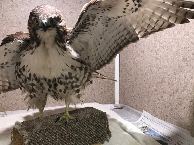 Paramus the hawk is recovering at the Raptor Trust in Long Hill Township after being rescued by a Paramus police office on Feb. 15