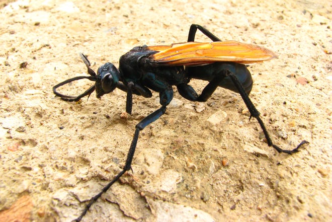 Tarantula hawks, which are actually a species of wasp, belong to a large and very diverse insect family known as the Pompilidae family.