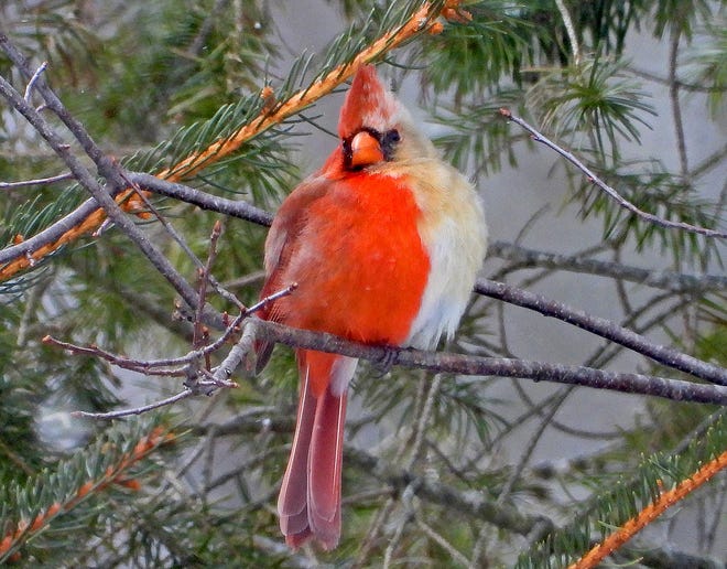 A northern cardinal, photographed Feb. 20 in the Grand Valley area of Warren County, Pa., is a rare bilateral gynandromorph that displays male characteristics on the right half of its body and female characteristics on the left.