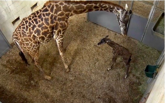 Greenville Zoo Gets New Baby Giraffe Born Sunday Afternoon Greenville Zoo Gets New Baby Giraffe Born Sunday Afternoon