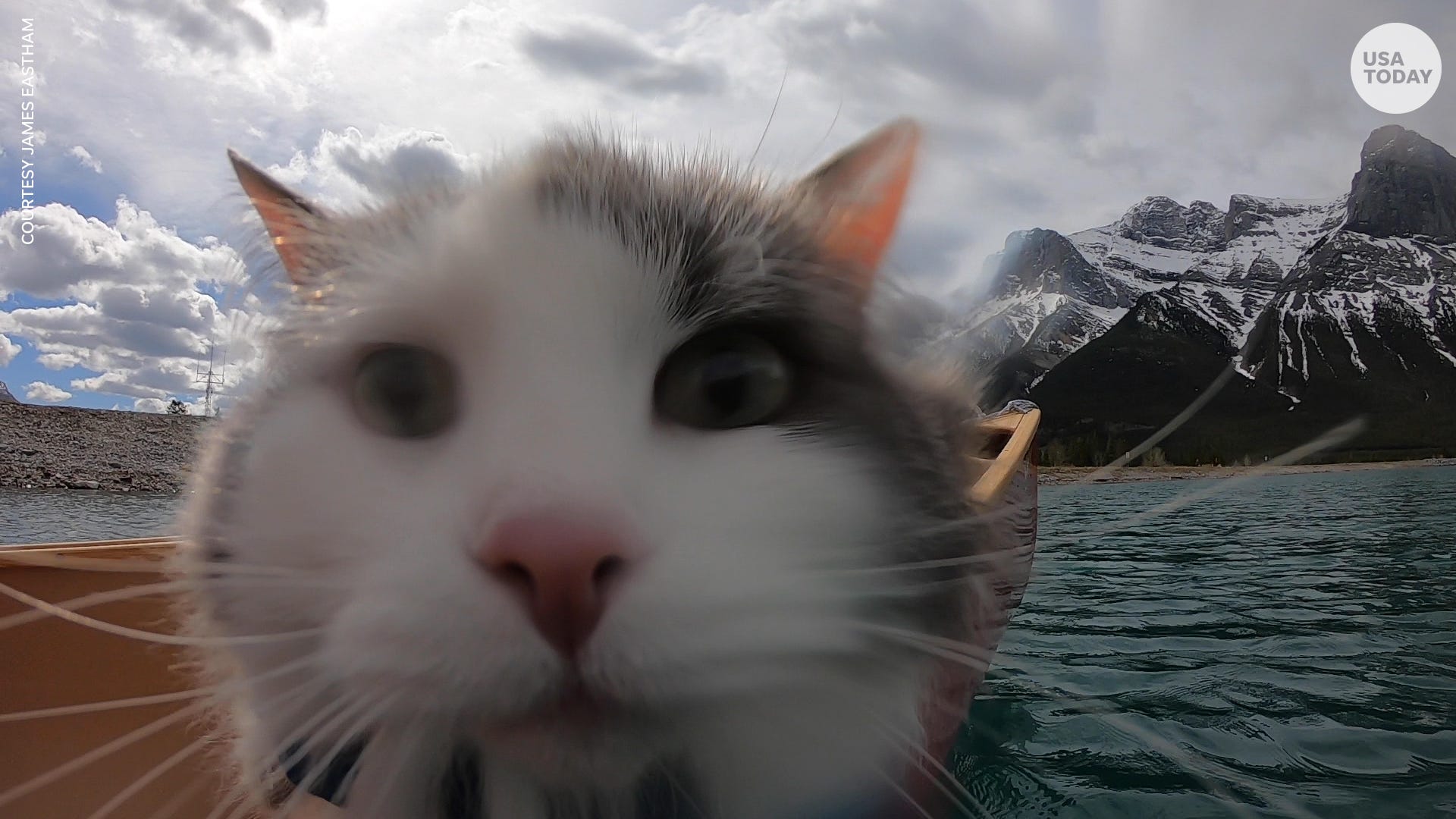 Watch these adventurous cats travel around the world on International Cat Day! thumbnail