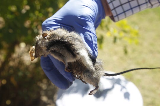 Mick Fetty, owner of Avant-Garde Pest Management, holds a juvenile roof rat killed by a traditional snap trap in Arcadia, which he calls "ground zero" for roof rats. The roof rat population in Arizona has grown and spread in the past decade, according to Maricopa County Vector Control.