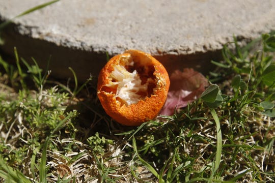 Half-eaten tangerines in an Arcadia backyard are signs of a local roof rat population. The roof rat population in Arizona has grown and spread in the past decade, according to Maricopa County Vector Control.