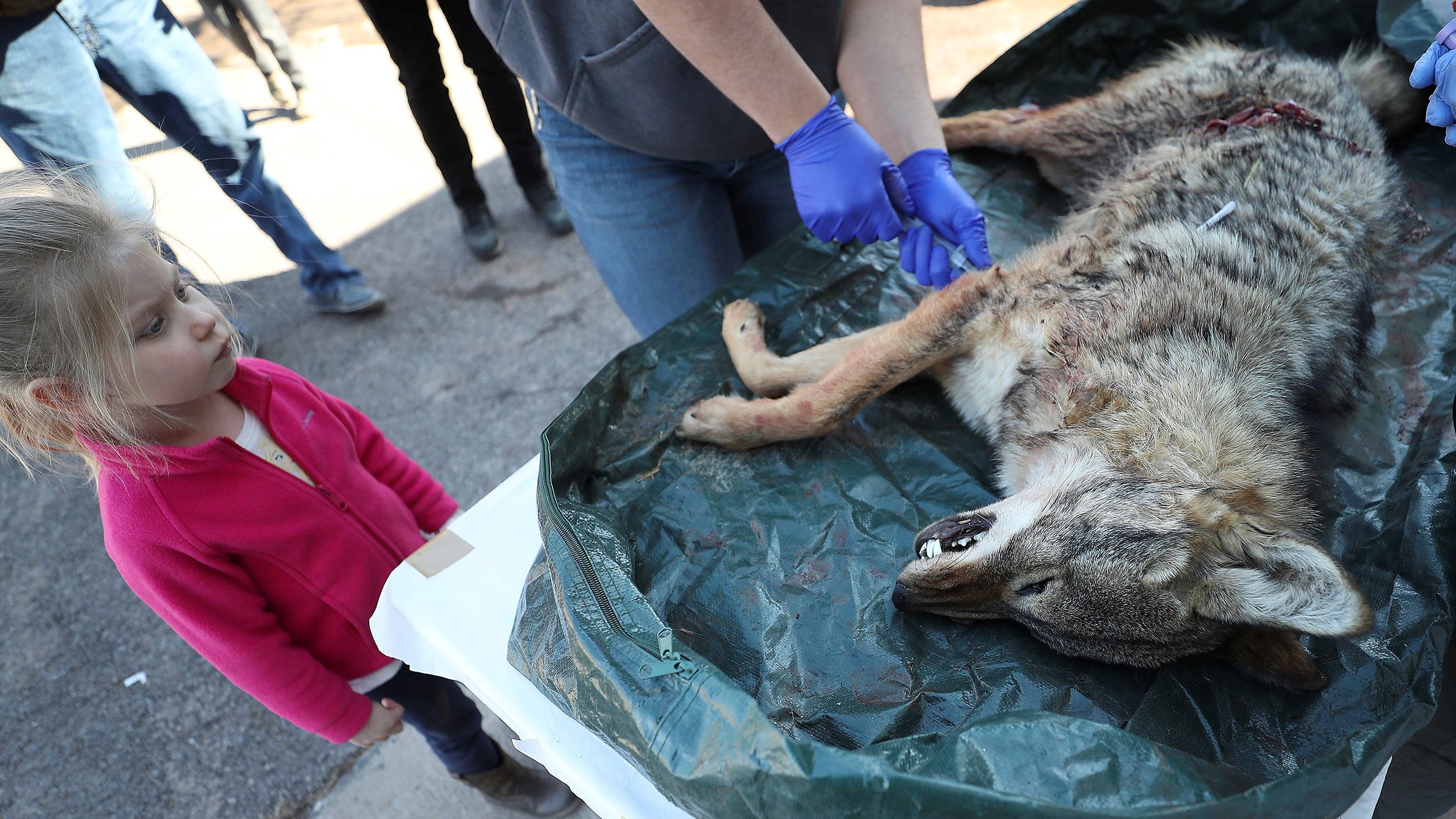 It’s coyote-killing season in Pa. Are hunts barbaric or necessary?