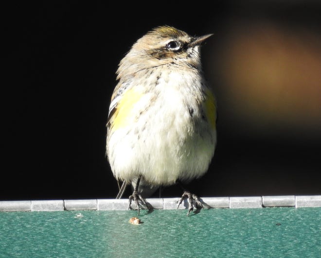 The yellow-rumped warbler and friends are a feisty bunch.
