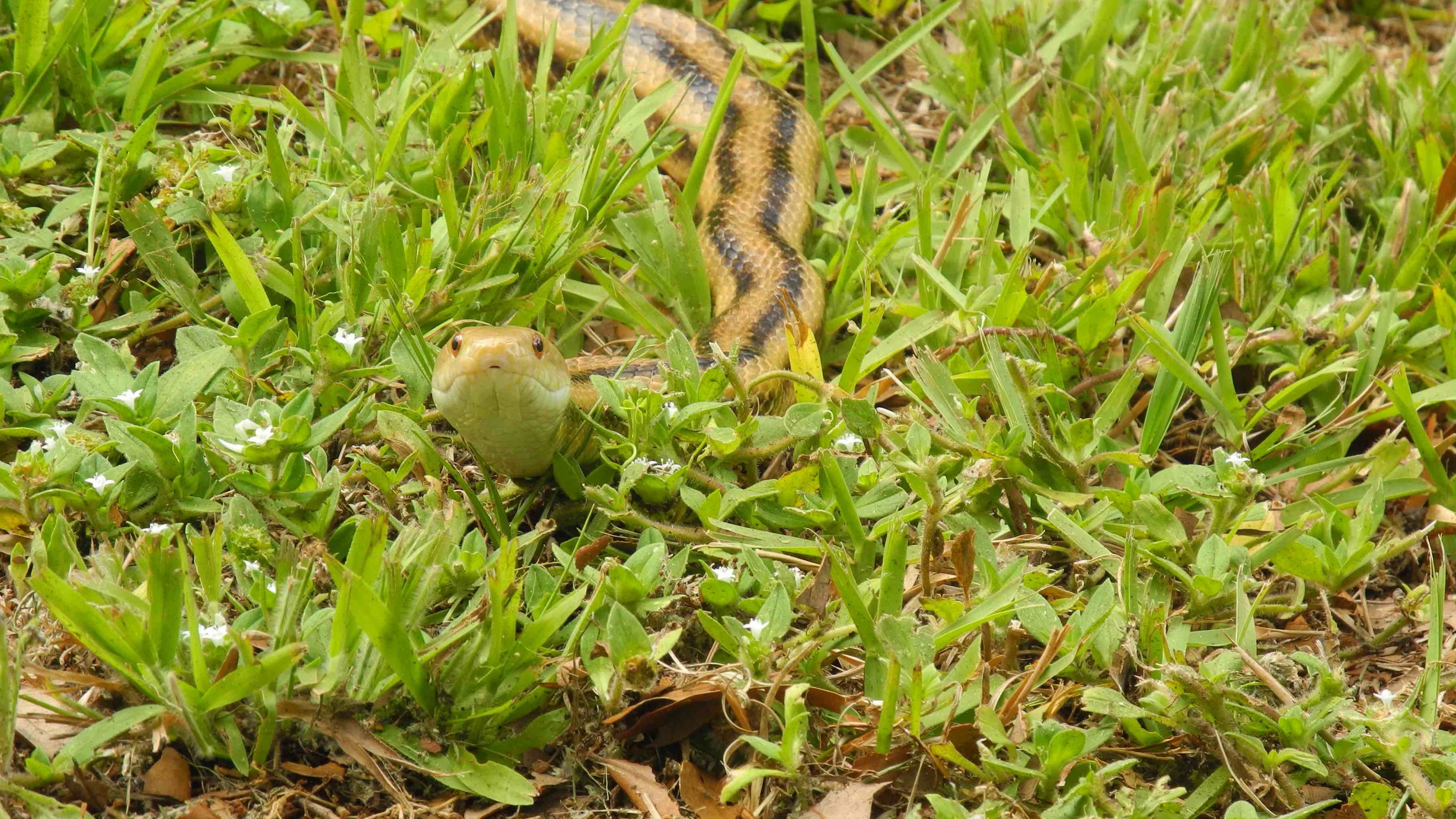Experts Provide Tips About Handling Snakes That Get Inside Your Home Experts Provide Tips About Handling Snakes That Get Inside Your Home