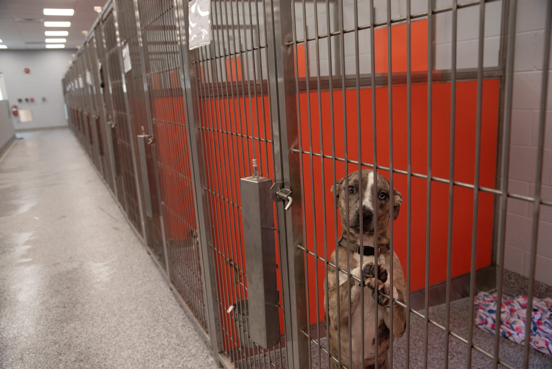 Bishop Animal Shelter donated to Manatee County Bishop Animal Shelter donated to Manatee County