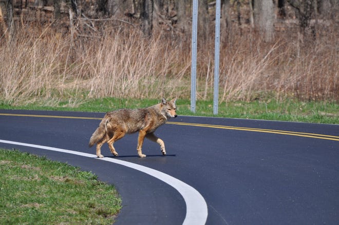 It is uncommon for coyotes to bite people. They usually keep their distance.