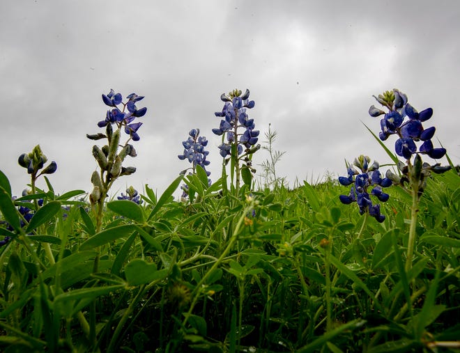 Storm clouds advance over a field of bluebonnets on Friday, April 3, 2020, in Austin,.