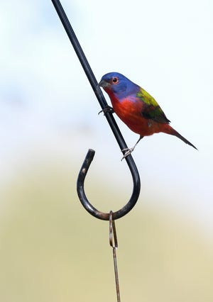 FOR FACT BOOK: A Painted Bunting visits a feeder in Viera.