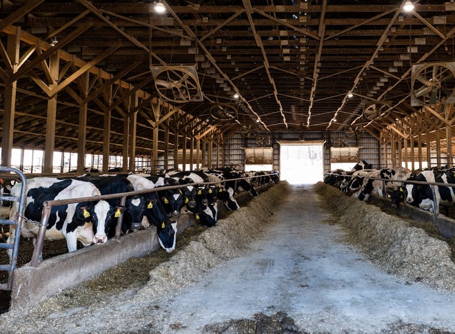 Dairy cows feed at the Goodrich Family Farm in Salisbury on May 2, 2019. Their manure is collected and, mixed with food waste, processed into renewable natural gas for Vermont Gas Systems.