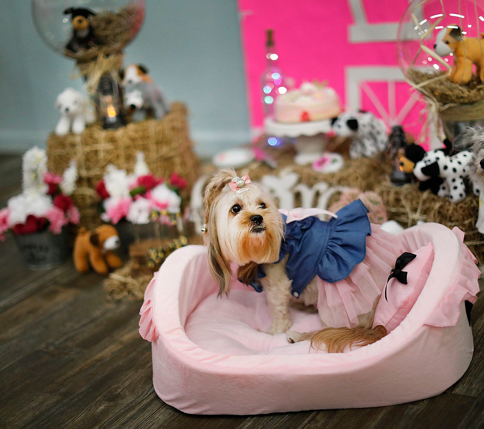 Norwell indoor dog parks hosts baby shower for pregnant dog