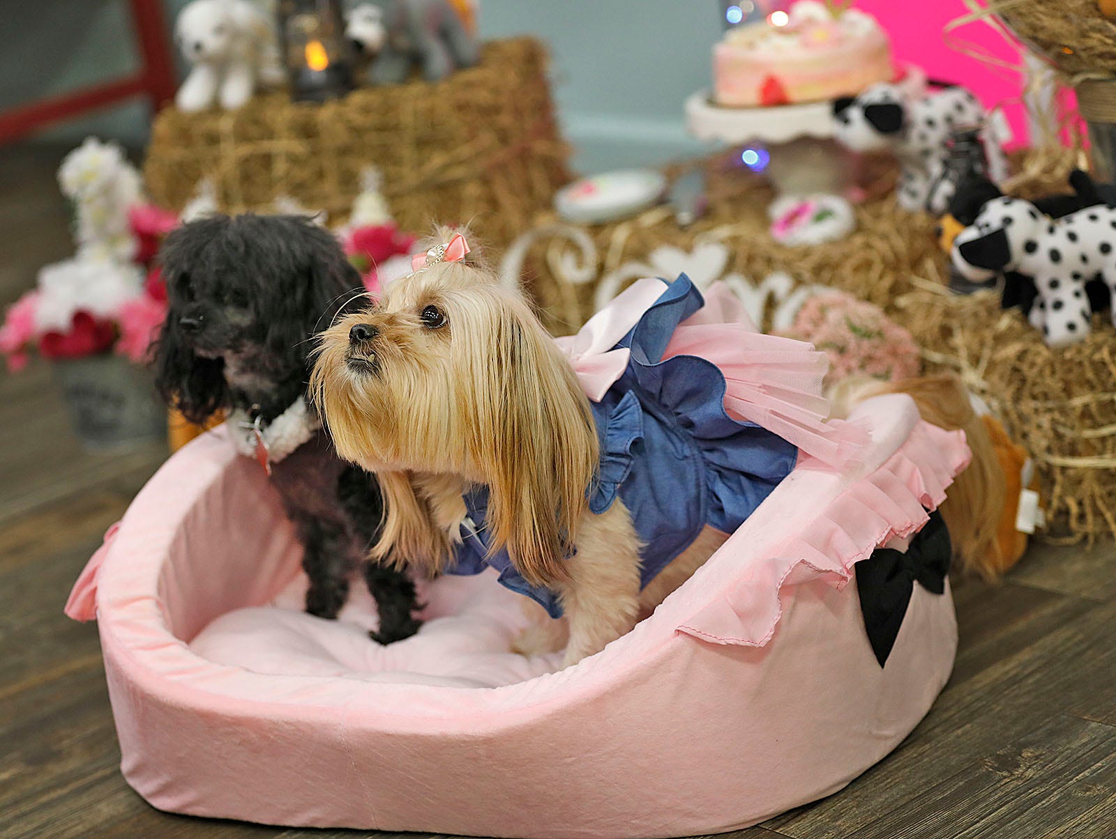 Can We Bathe A Pregnant Dog