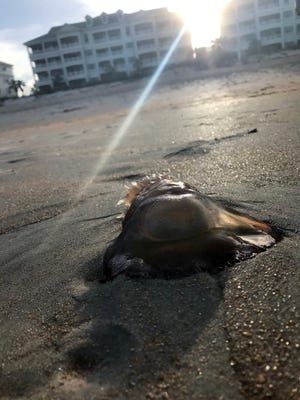 A washed-up jellyfish enjoys the setting sun at Cinnamon Beach, a few miles south of Matanzas Inlet.
