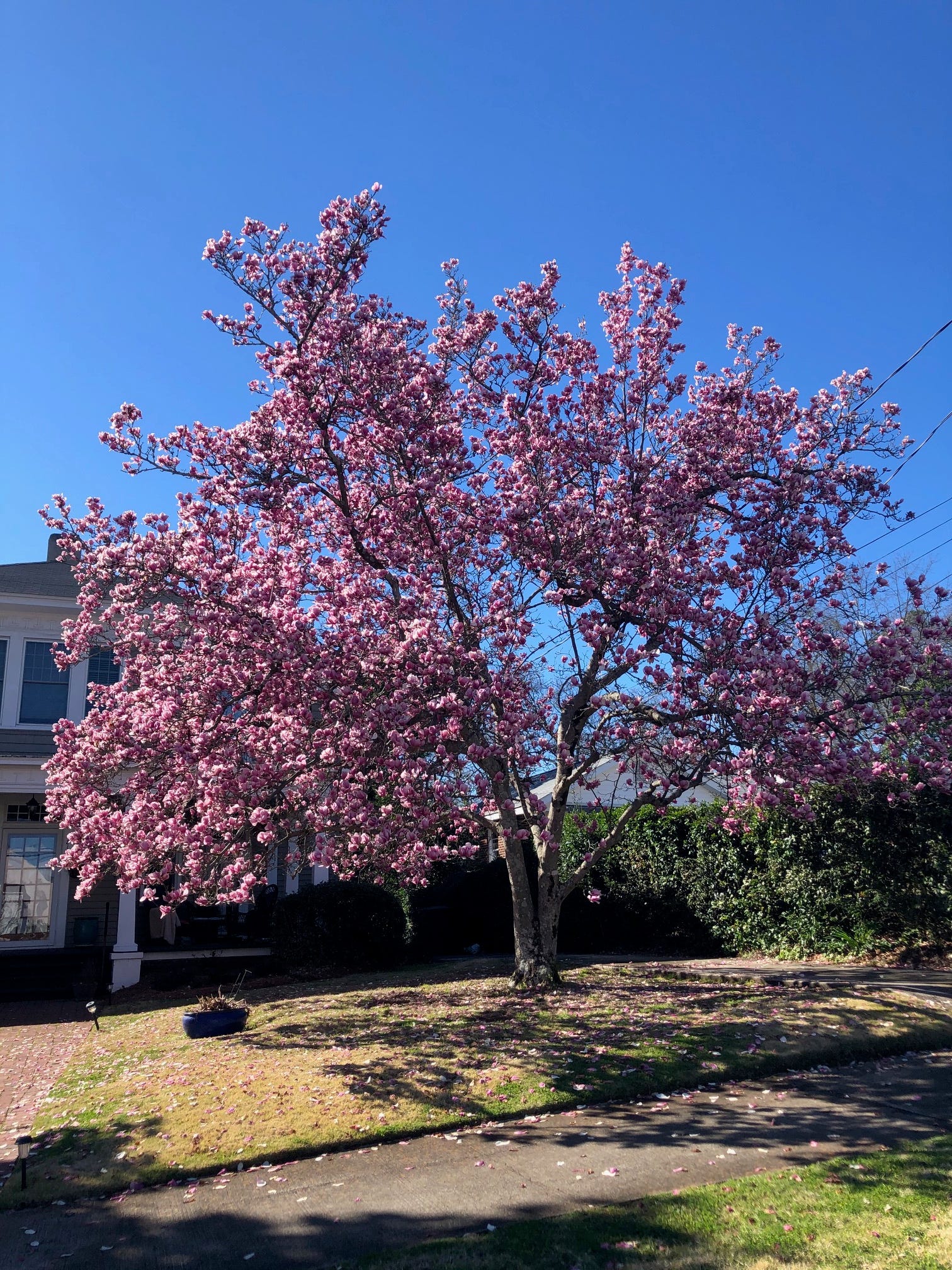 when do magnolia trees bloom in north carolina