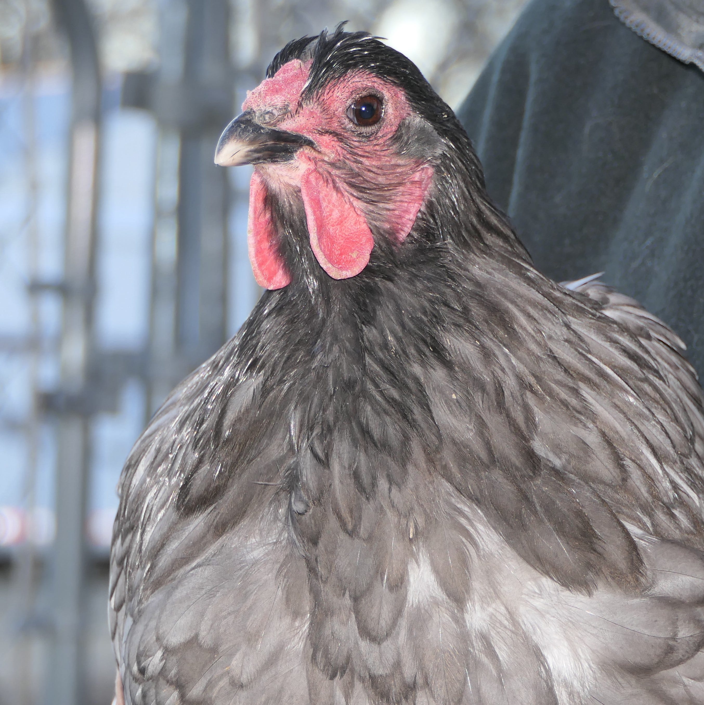 Heritage chicken breeds lay colorful eggs and are available in Kansas