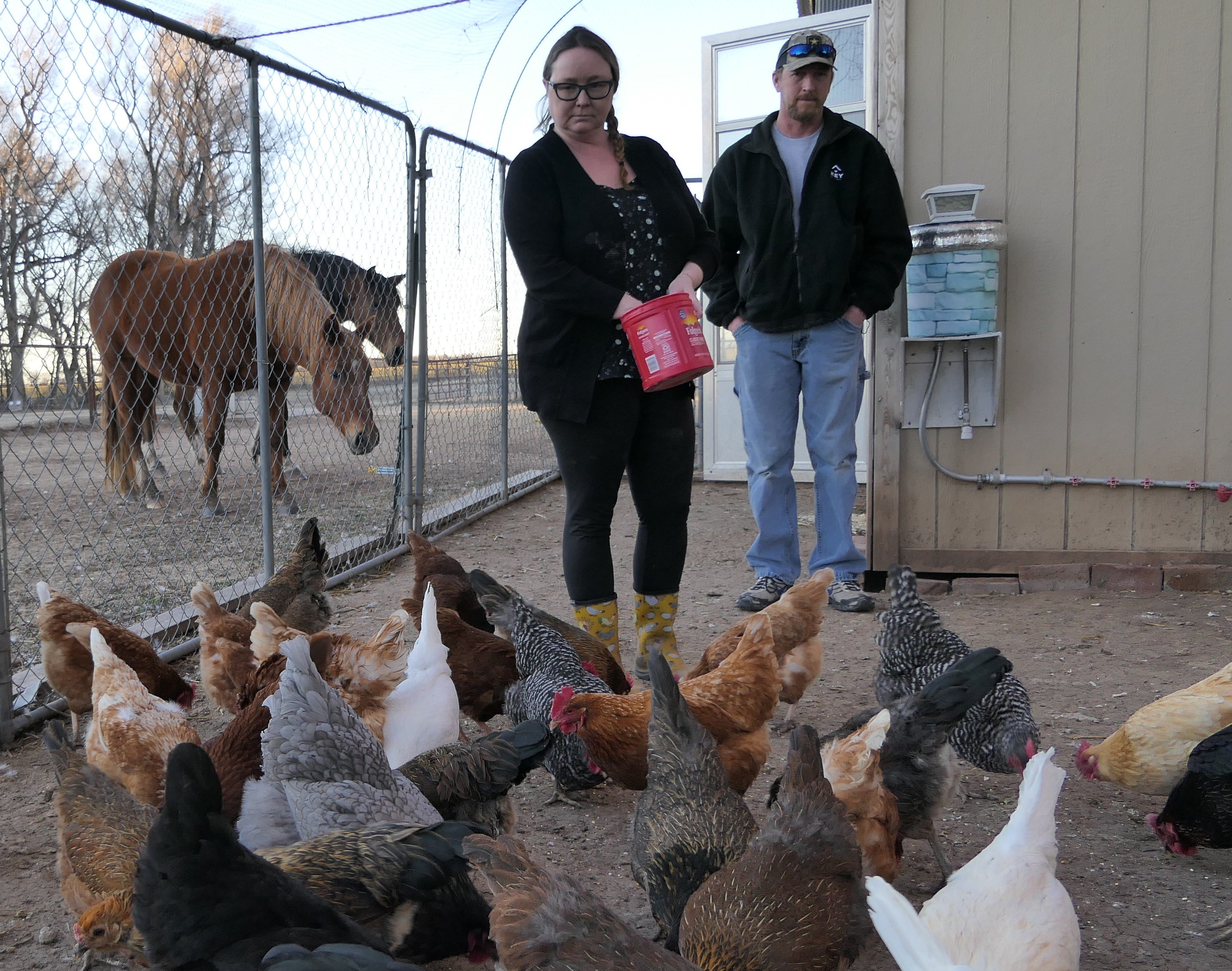 Heritage chicken breeds lay colorful eggs and are available in Kansas