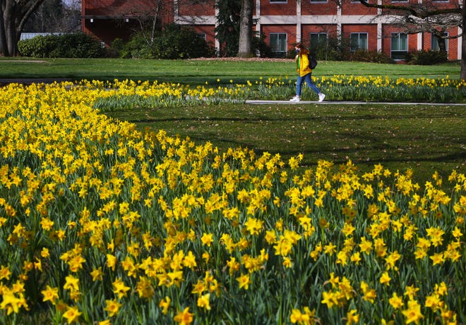 A student walks in the sun through the University of Oregon campus gloriously abloom in daffodils March 3, 2021.
