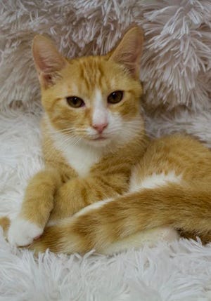Kauai, a young male domestic short hair, is available for adoption from Wags & Whiskers Pet Rescue. Routine shots are up to date. For information, call 904-797-6039 or go to wwpetrescue.org to see more pets.