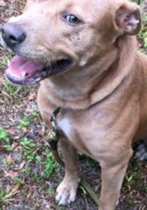 Hooch, an adult male American Staffordshire Terrier, is available for adoption from Wags & Whiskers Pet Rescue. Routine shots are up to date. For information, call 904-797-6039 or go to wwpetrescue.org to see more pets.