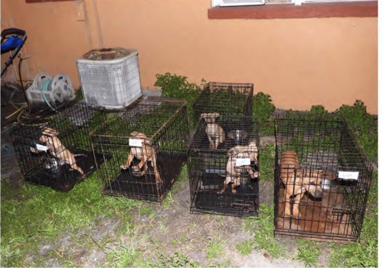 3 Daytona Beach men charged with using dogs for fighting 3 Daytona Beach men charged with using dogs for fighting
