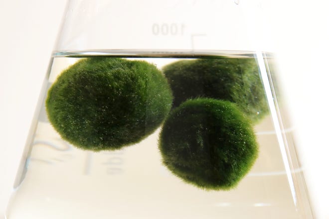 Aquarium moss balls are frequently used in home aquariums to help absorb harmful nutrients and limit the growth of algae. Invasive zebra mussels were recently discovered in moss balls being sold in Montana.