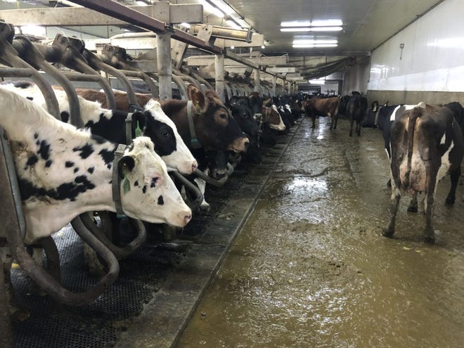 Through selective breeding, use of technology and data monitoring and improved animal care, milk cows such as these at Drumgoon Dairy in Lake Norden, South Dakota are providing more milk than ever before, as much as 24,000 pounds a year each.