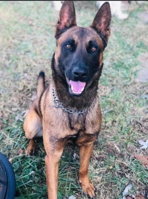 Uzi is a 4-year-old Belgian malinois K-9 officer for Richmond Police Department.