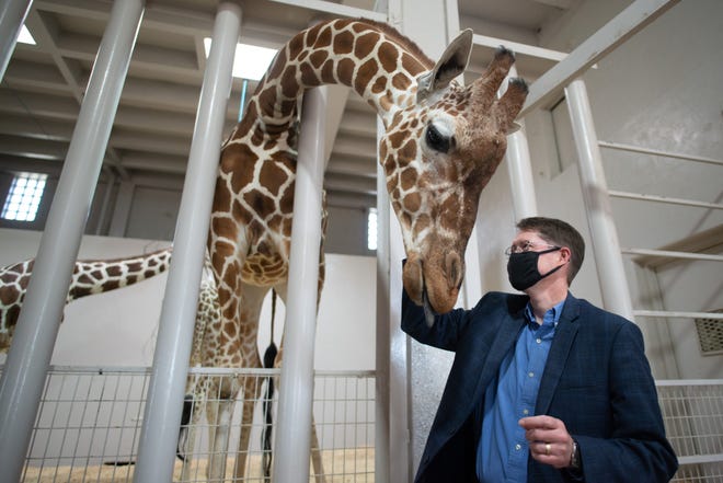 Fred Patton, Friends of the Topeka Zoo board president, pets one of the giraffes within the current exhibit Friday at the Topeka Zoo. The newly formed organzation will take over operations at the zoo begining April 3 and construction on a new giraffe exhibit set to open by Memorial Day 2022.