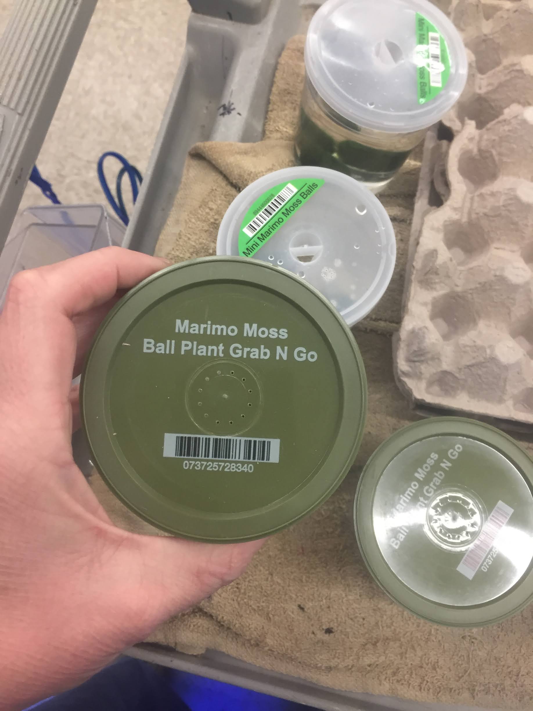 moss balls zebra mussels moss balls zebra mussels