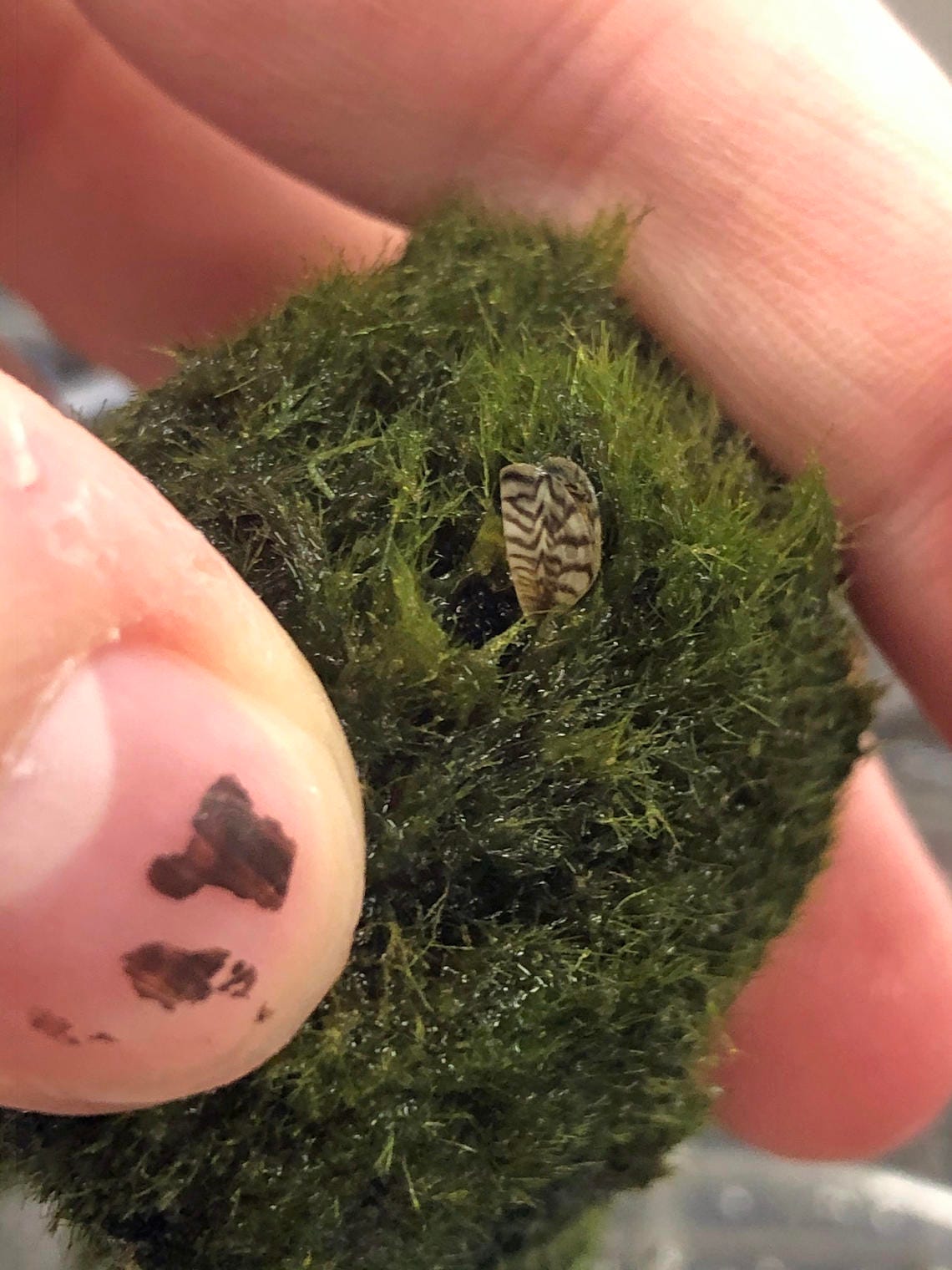 Invasive zebra mussels found in aquarium moss balls at U.S. pet shops