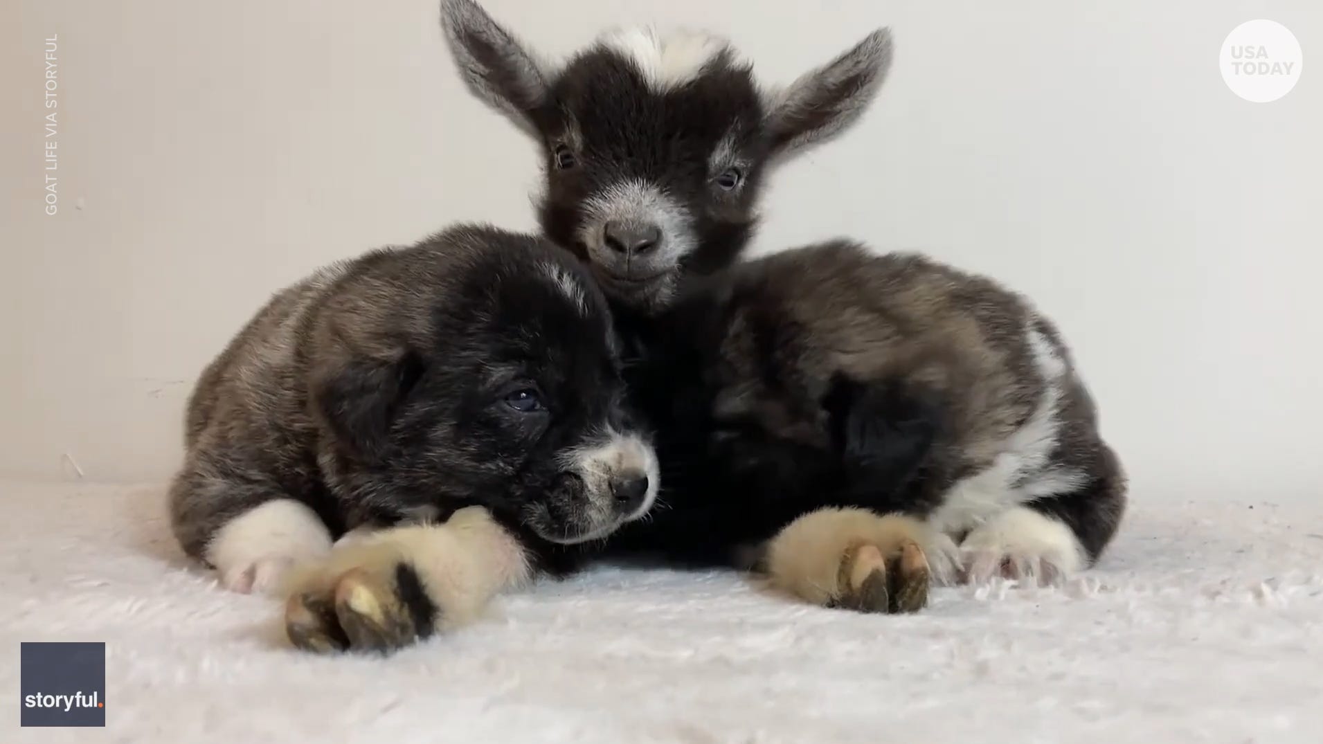 Puppies Bond With Baby Goat While Snuggling Puppies Bond With Baby Goat While Snuggling