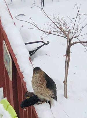 This Cooper's Hawk caught a starling that wasn't swift enough to evade the raptor's talons.