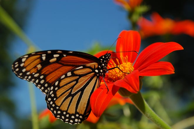 Monarch Butterfly on Tithonia