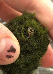 This invasive zebra mussel was found at a Salem-area pet store.