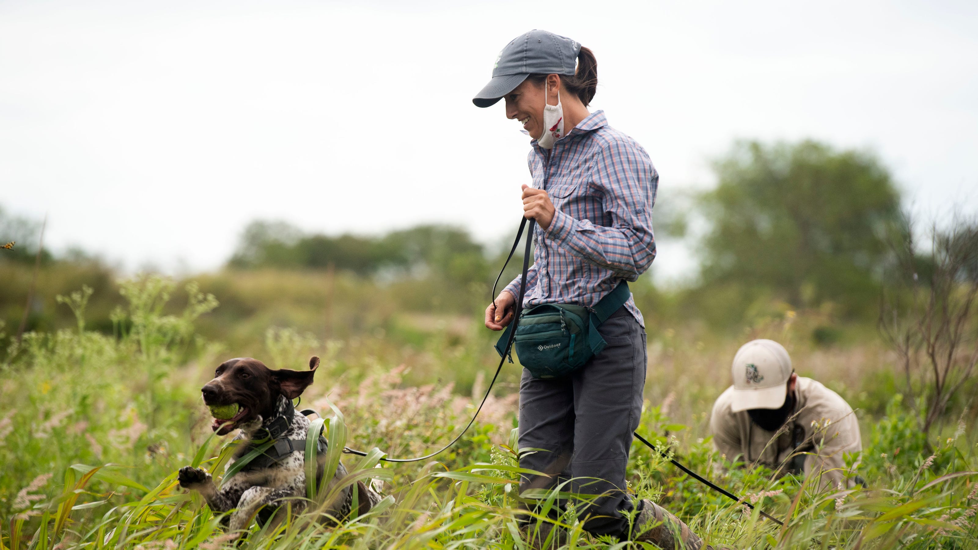 Dogs used to hunt invasive Burmese pythons in Florida Everglades